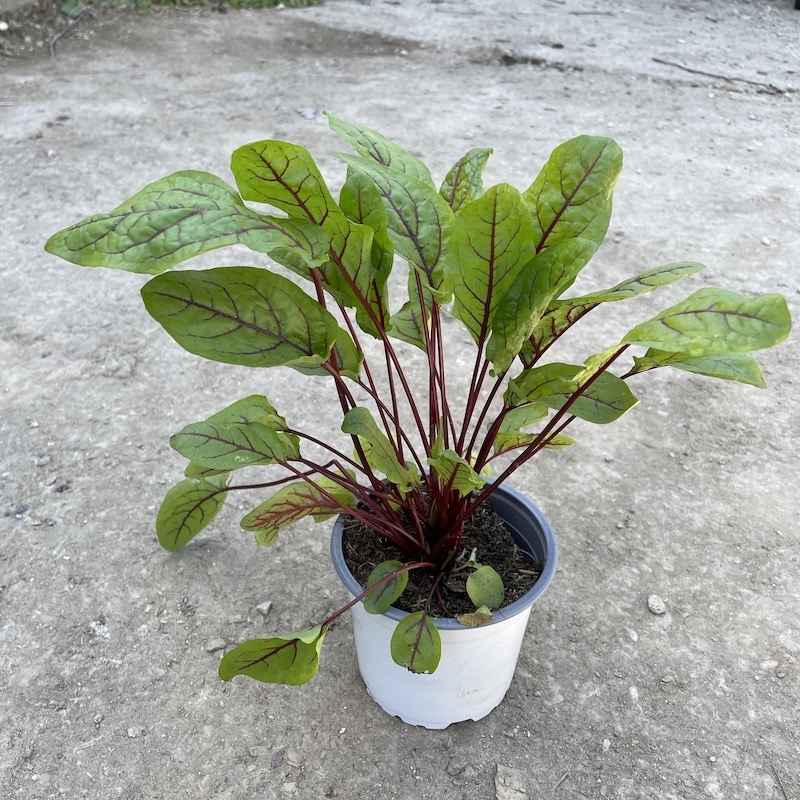 Štavel krvavý 'RED STRIPE', kont. 1l