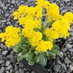 Tarica horská ‘BERGGOLD’, kont. 0,5l