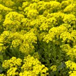 Tarica horská ‘BERGGOLD’, kont. 0,5l