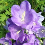 Zvonček broskyňolistý 'Takion Blue', kont. 0,5l