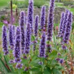 Agastache 'BLACK ADDER', kont. 1l
