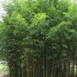 Bambus 'AUREA', 100-150cm, kont. 10 l