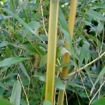 Bambus 'AUREA', 100-150cm, kont. 10 l