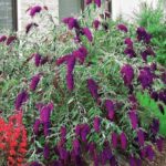 Budleja dávidova 'NANHO PURPLE' 20 - 30 cm, kont. 2 l