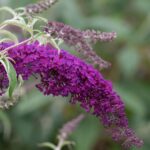 Budleja dávidova 'NANHO PURPLE' 20 - 30 cm, kont. 2 l