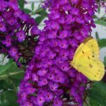 Budleja dávidova 'NANHO PURPLE' 20 - 30 cm, kont. 2 l