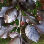 Buk lesný ´ATROPUNICEA´, 50-100 cm, kont. 3 l