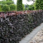 Buk lesný ´ATROPUNICEA´, 50-100 cm, kont. 3 l