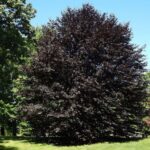 Buk lesný ´ATROPUNICEA´, 50-100 cm, kont. 3 l