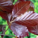 Buk lesný ´ATROPUNICEA´, 50-100 cm, kont. 3 l