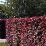 Buk lesný ´ATROPUNICEA´, 50-100 cm, kont. 3 l