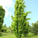 Buk lesný ´DAWYCK GOLD´, 100-150 cm, kont. 7,5 l