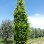Buk lesný ´DAWYCK GOLD´, 100-150 cm, kont. 7,5 l