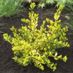 Cezmína ´GOLDEN GEM´, 30-40cm, kont. 3 l