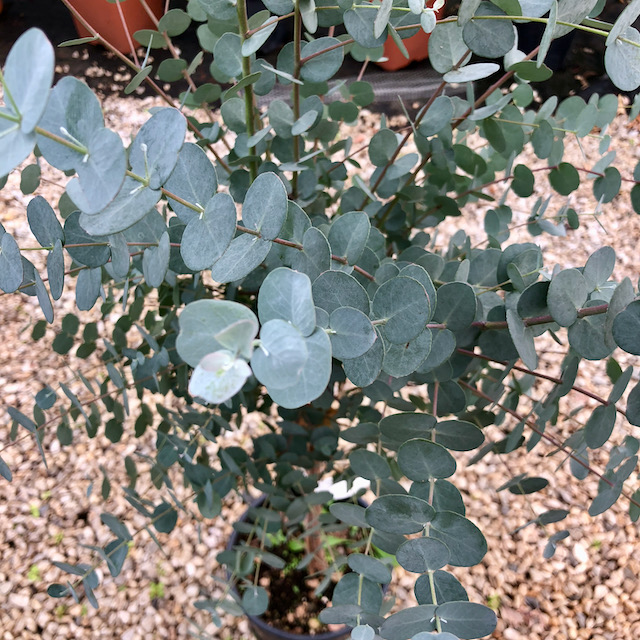 Eukalyptus GUNNI, km. 30 cm, kont. 2 l