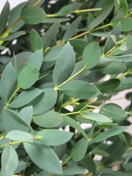 Eukalyptus parvifolia 50-60 cm, kont. 7,5 l