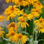 Helenium hoopesii - helénium Hoopsove, kont. 0,5 l