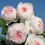 Ruža mnohokvetá HERZOGIN CHRISTIANA® KORDES, kont. 2l
