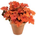 Heuchera 'PAPRIKA', kont. 1l