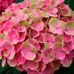 Hortenzia veľkolistá (kalinolistá) 'JEWEL PINK', 30-40cm, kont. 3 l