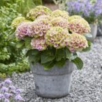 Hortenzia veľkolistá (kalinolistá) 'JEWEL PINK', 30-40cm, kont. 3 l