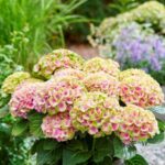 Hortenzia veľkolistá (kalinolistá) 'JEWEL PINK', 30-40cm, kont. 3 l