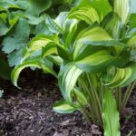 Hosta 'GEISHA', kont. 1,5 l