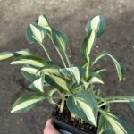 Hosta 'LITTLE TREASURE', kont. 1,5 l