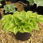 Hosta 'OPS', kont. 1,5 l