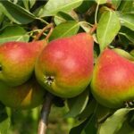 Ovocný strom | Hruška | Zelený Dom | Hruška ´ALICA´, letná, podp. hruška Kaukazská, kont. 10 l