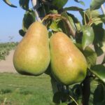 Ovocný strom | Zelený Dom | Hruška 'AMFORA', jesenná, kont. 9L