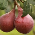 Ovocný strom | Hruška | Zelený Dom | Hruška ´CLAPPOVA ČERVENÁ´, letná maslovka, podp. dula, kont. 10 l