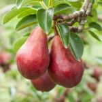 Ovocný strom | Hruška | Zelený Dom | Hruška ´CLAPPOVA ČERVENÁ´, letná maslovka, podp. dula, kont. 10 l