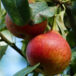 Ovocný strom | Hruška | Zelený Dom | Hruška 'RADANA', letná, podp. Kaukazská, kont. 10 l