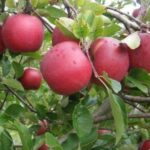 Ovocný strom | Zelený Dom | Jabloň | Jablone predaj | Ovocné stromy | Jabloň ’DARK RUBÍN’, jesenná, podp. M9, kont. 10 l