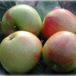 Ovocný strom | Zelený Dom | Jabloň | Jablone predaj | Ovocné stromy | Jabloň jesenná 'JAMES GRIEVE RED', podp. M7, kont. 10 l