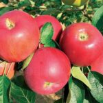 Ovocný strom | Zelený Dom | Jabloň | Jablone predaj | Ovocné stromy | Jabloň JÚLIA, letná, podp.MM106, kont. 10 l