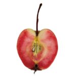 Ovocný strom | Zelený Dom | Jabloň | Jablone predaj | Ovocné stromy | Jabloň ’KATHY’, jesenná, podp. M26, kont. 10 l