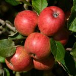 Ovocný strom | Zelený Dom | Jabloň | Jablone predaj | Ovocné stromy |Jabloň ’KATHY’, jesenná, podp. M26, kont. 10 l