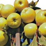Ovocný strom | Zelený Dom | Jabloň | Jablone predaj | Ovocné stromy | Jabloň ´LUNA´, zimná, podp. MM106, kont. 10 l