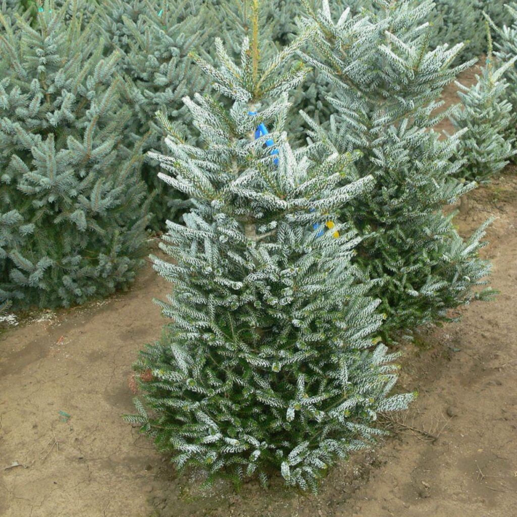 Jedľa kórejská 'FROSTY', 25-30 cm, kont. 3 l