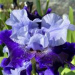 Kosatec nemecký 'BEST BET', kont. 1,4l