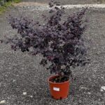 Loropetalum čínske 'RUBRA', 30-40cm, kont. 3 l