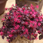 Loropetalum čínske 'RUBRA', 30-40cm, kont. 3 l