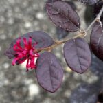 Loropetalum čínske 'RUBRA', 30-40cm, kont. 3 l