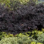 Loropetalum čínske 'RUBRA', 30-40cm, kont. 3 l