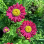 Margarétka ROBINSON RED, kont.0,5l