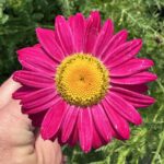 Margarétka ROBINSON RED, kont.0,5l