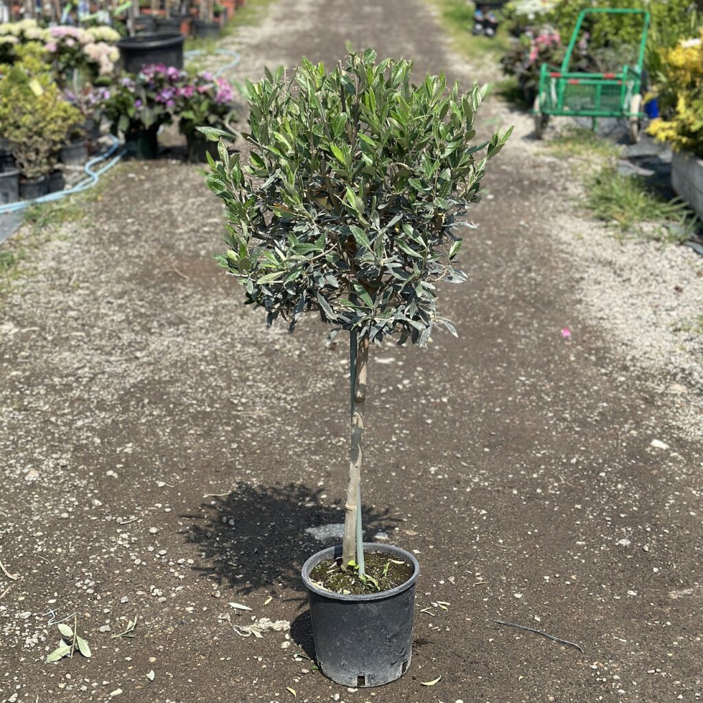 Olivovník európsky, kmeň 40-60 cm, kont. 5 l