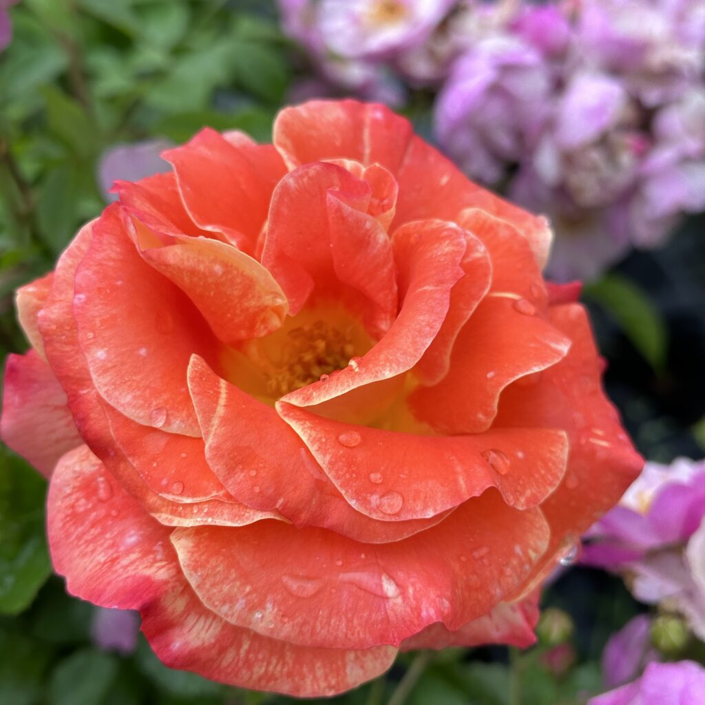 Ruža mnohokvetá AIRBRUSH®, KORDES, kont. 2l